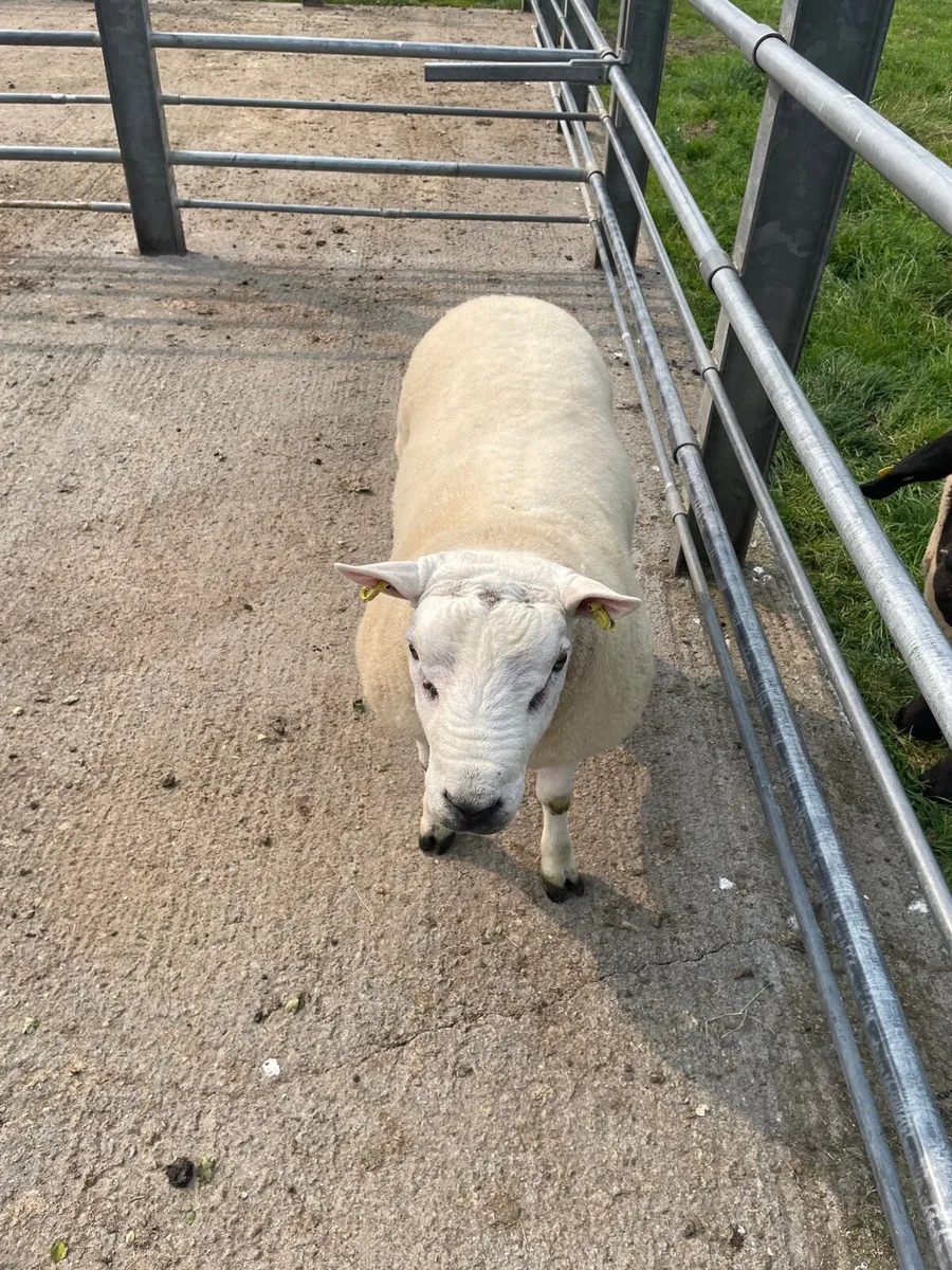 Texel x Ram - Image 2