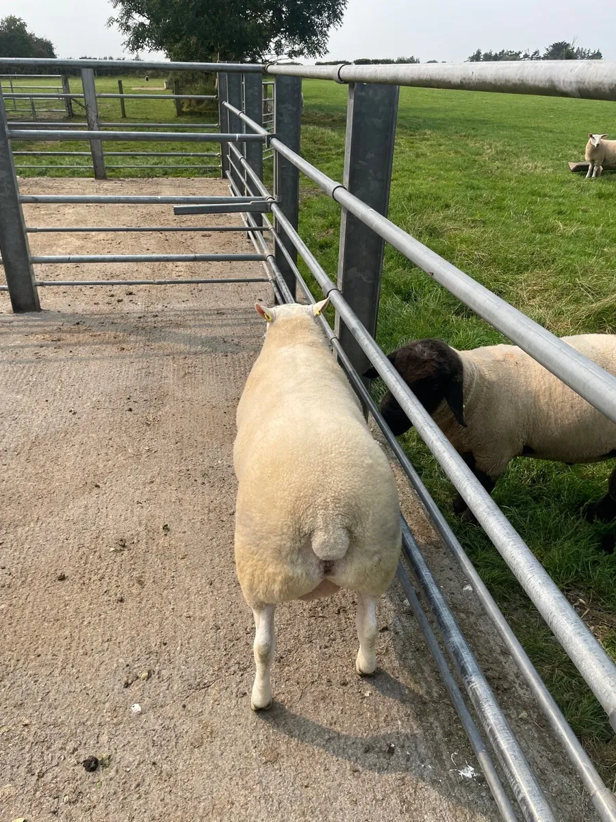 Texel x Ram - Image 3