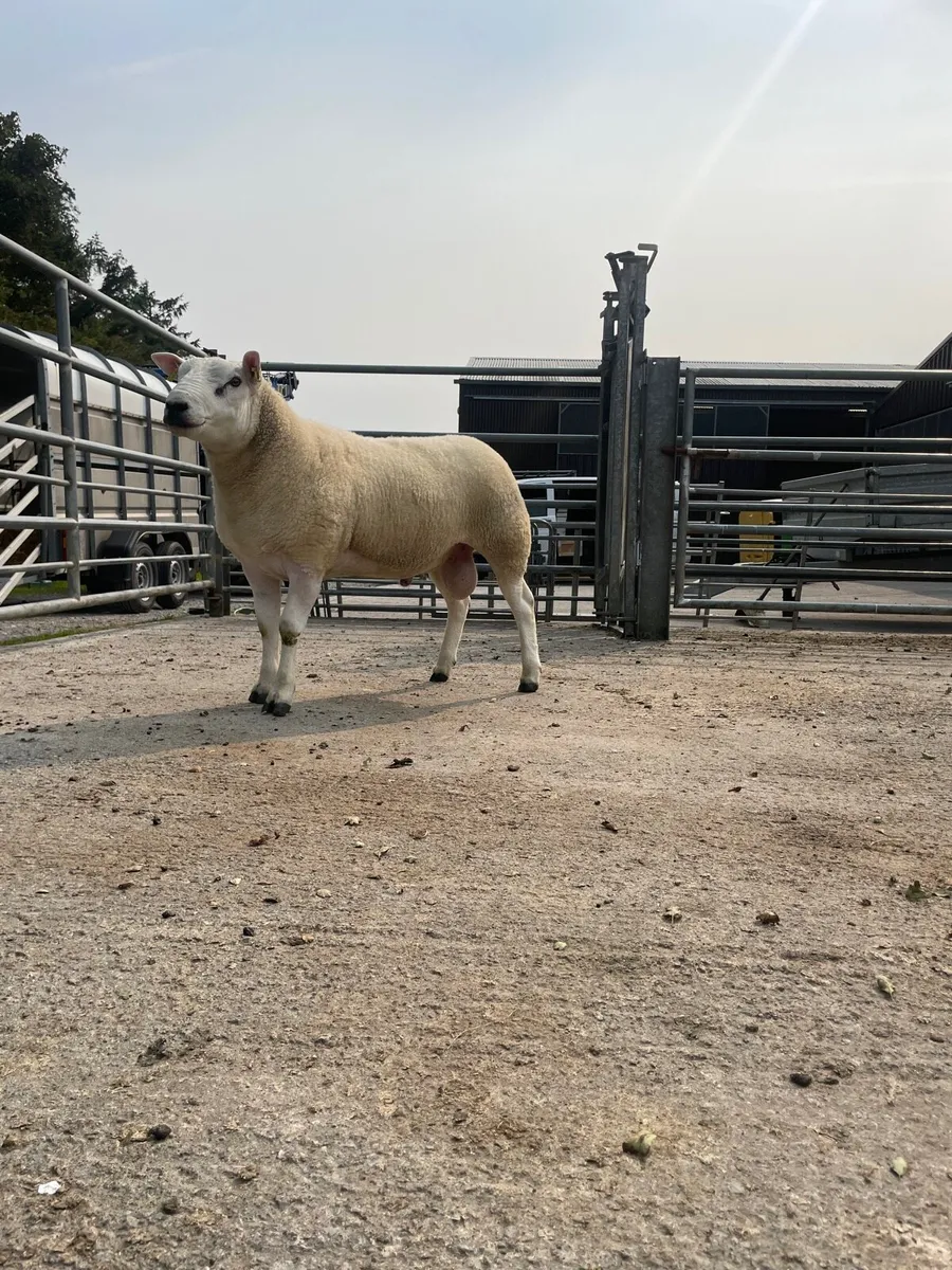 Texel x Ram - Image 4