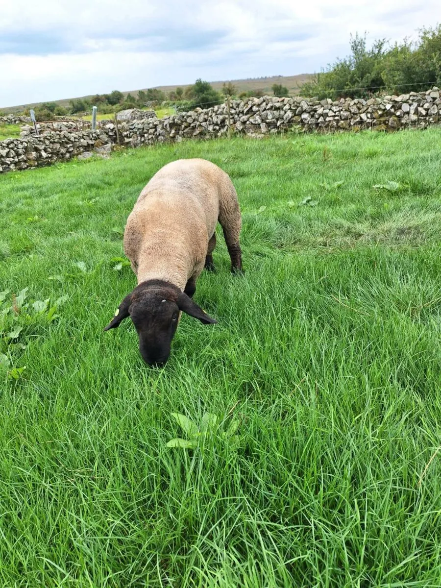 PBR Suffolk Ram - Image 2
