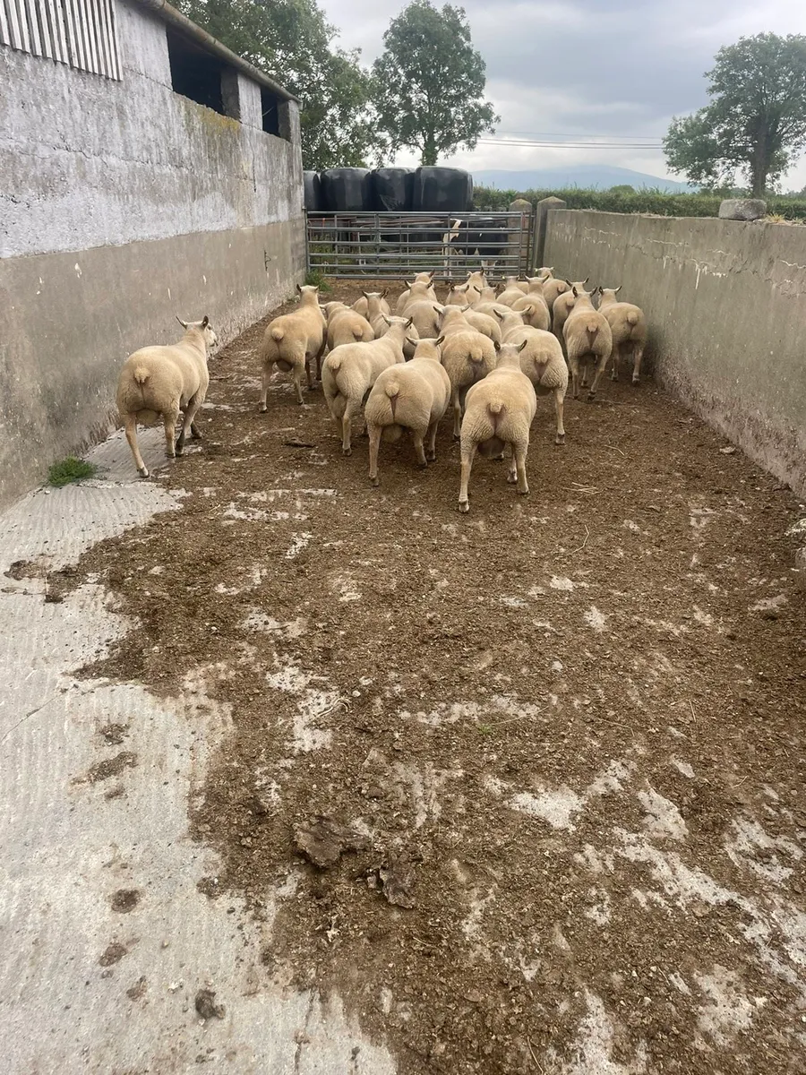Charollais Rams - Image 1