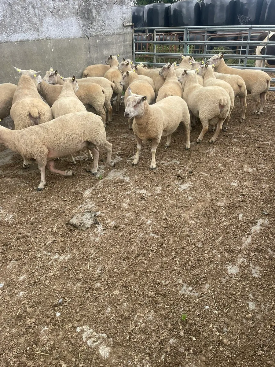 Charollais Rams - Image 2
