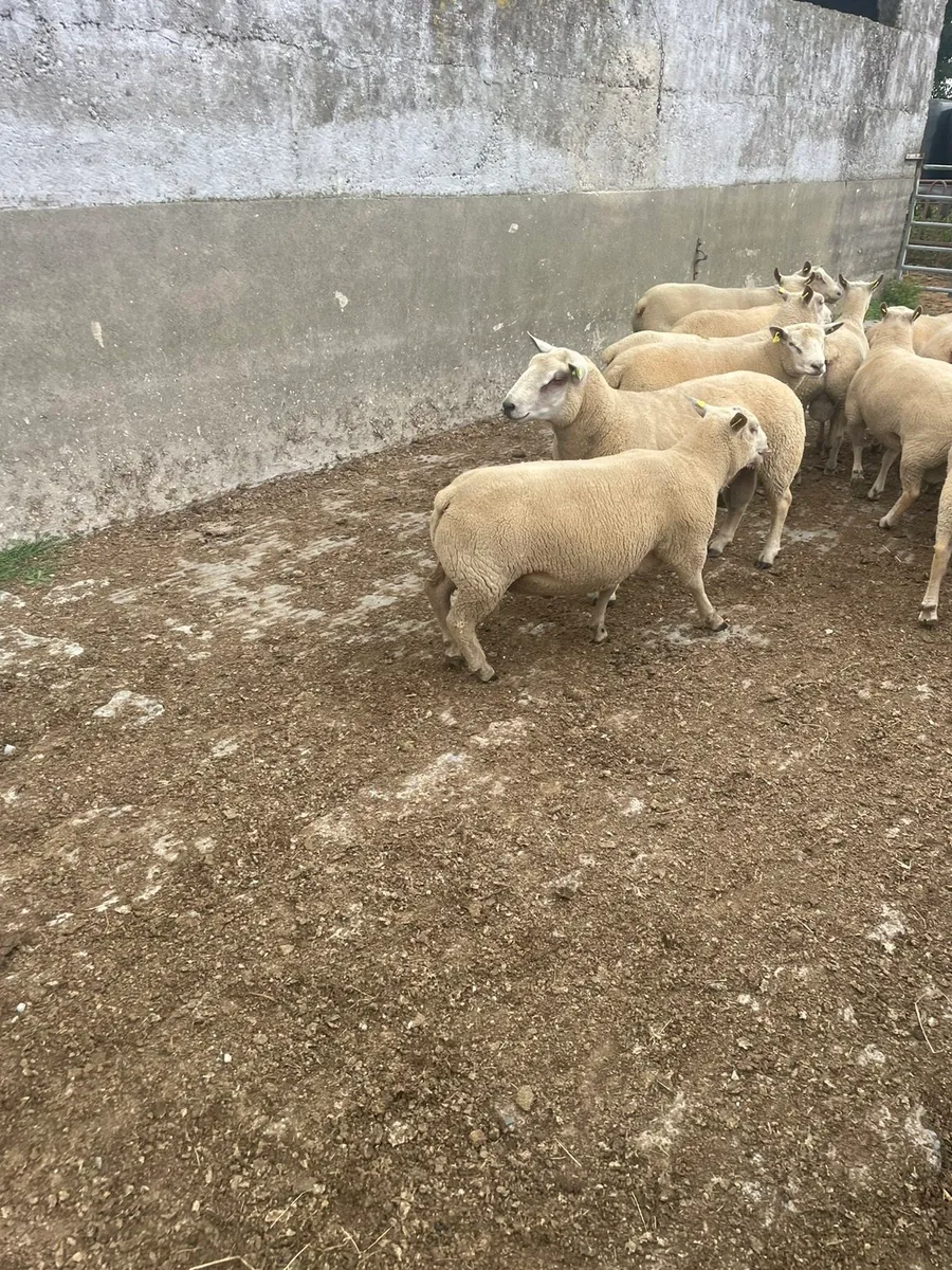 Charollais Rams - Image 3