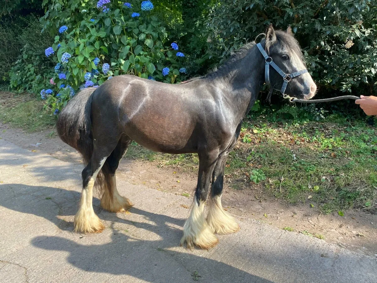 💥 4YR COB FILLY 💥 - Image 1