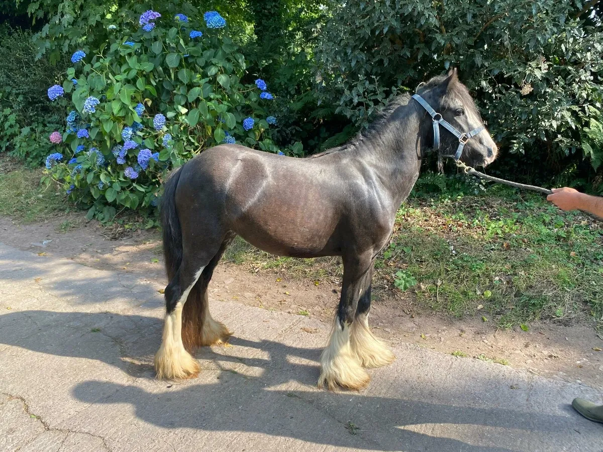 💥 4YR COB FILLY 💥 - Image 2