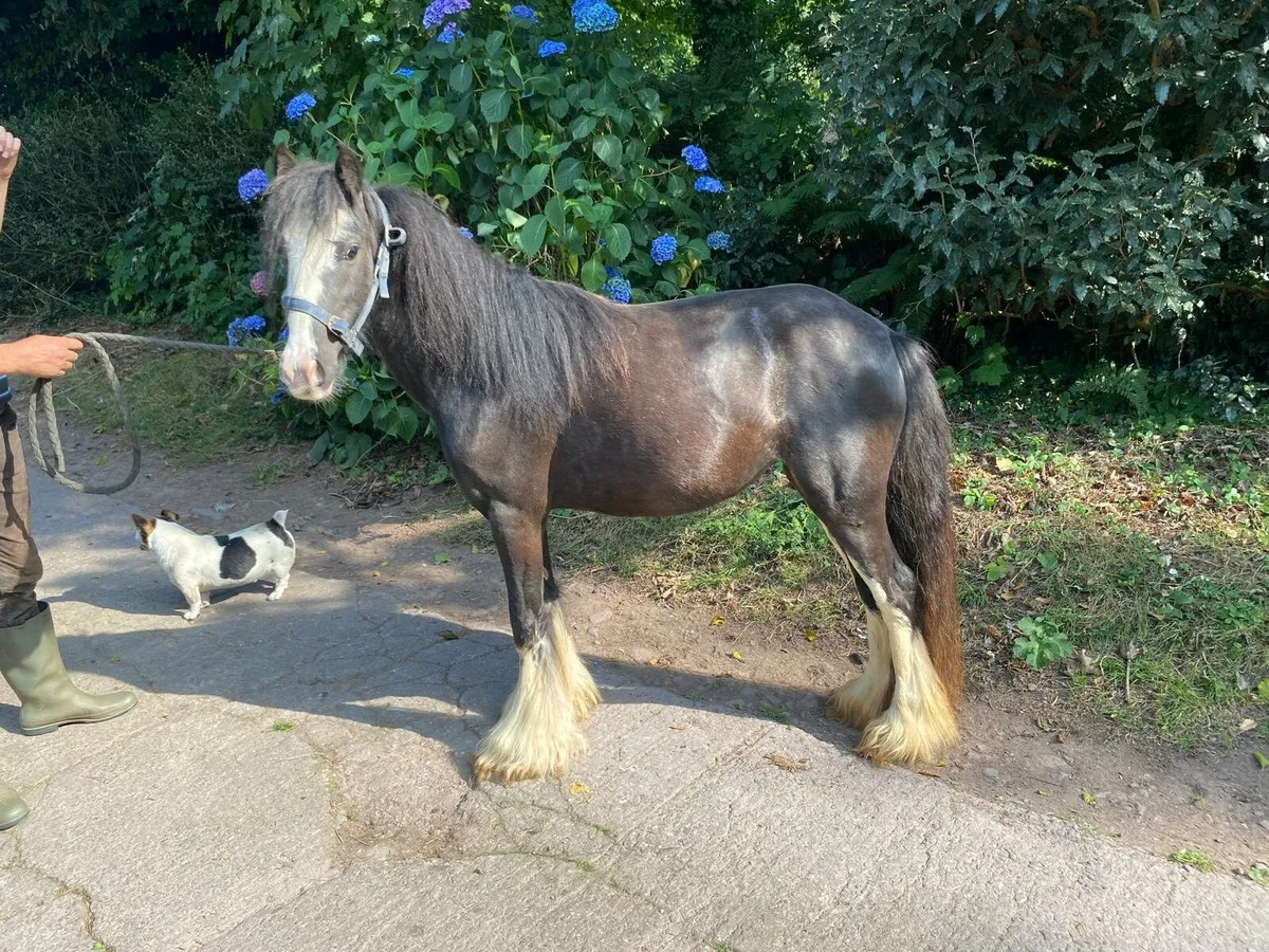 💥 4YR COB FILLY 💥 - Image 3