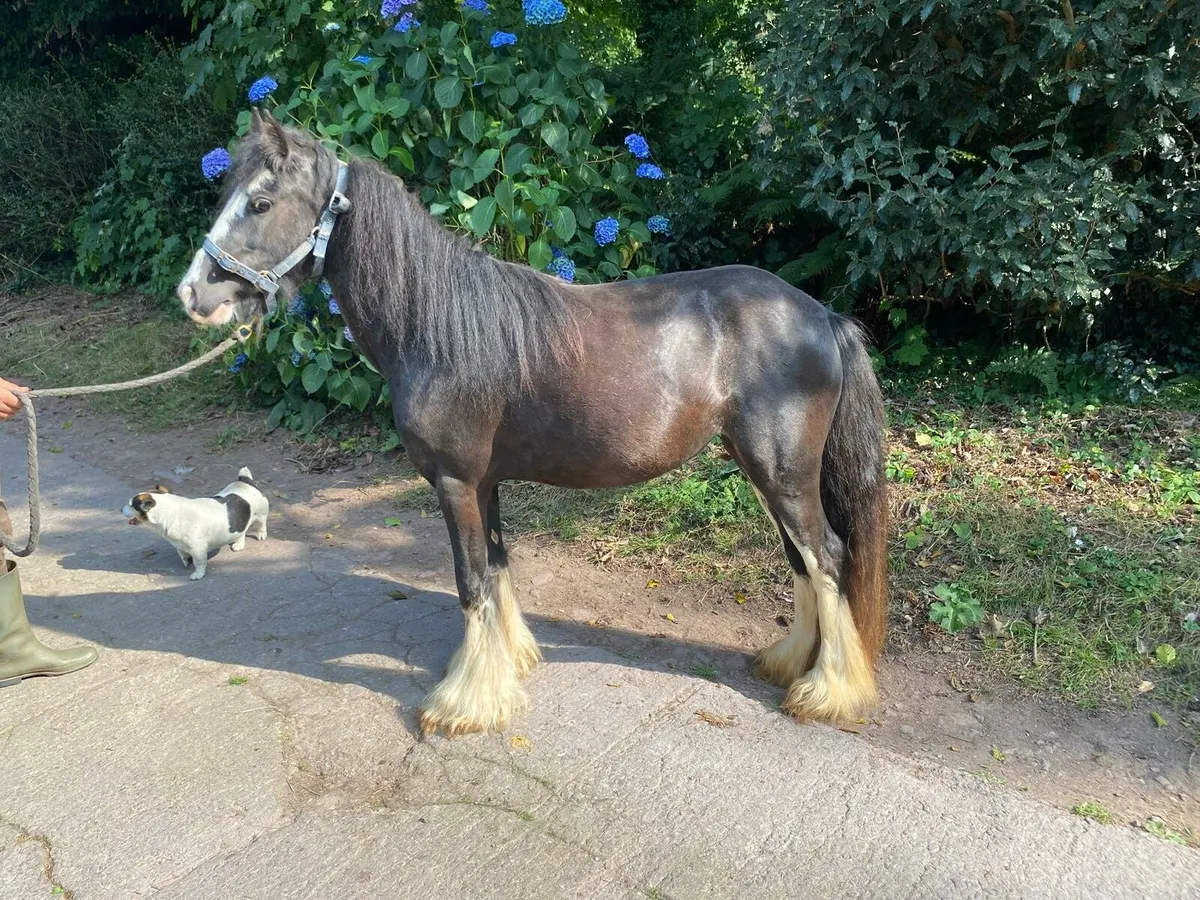 💥 4YR COB FILLY 💥 - Image 4