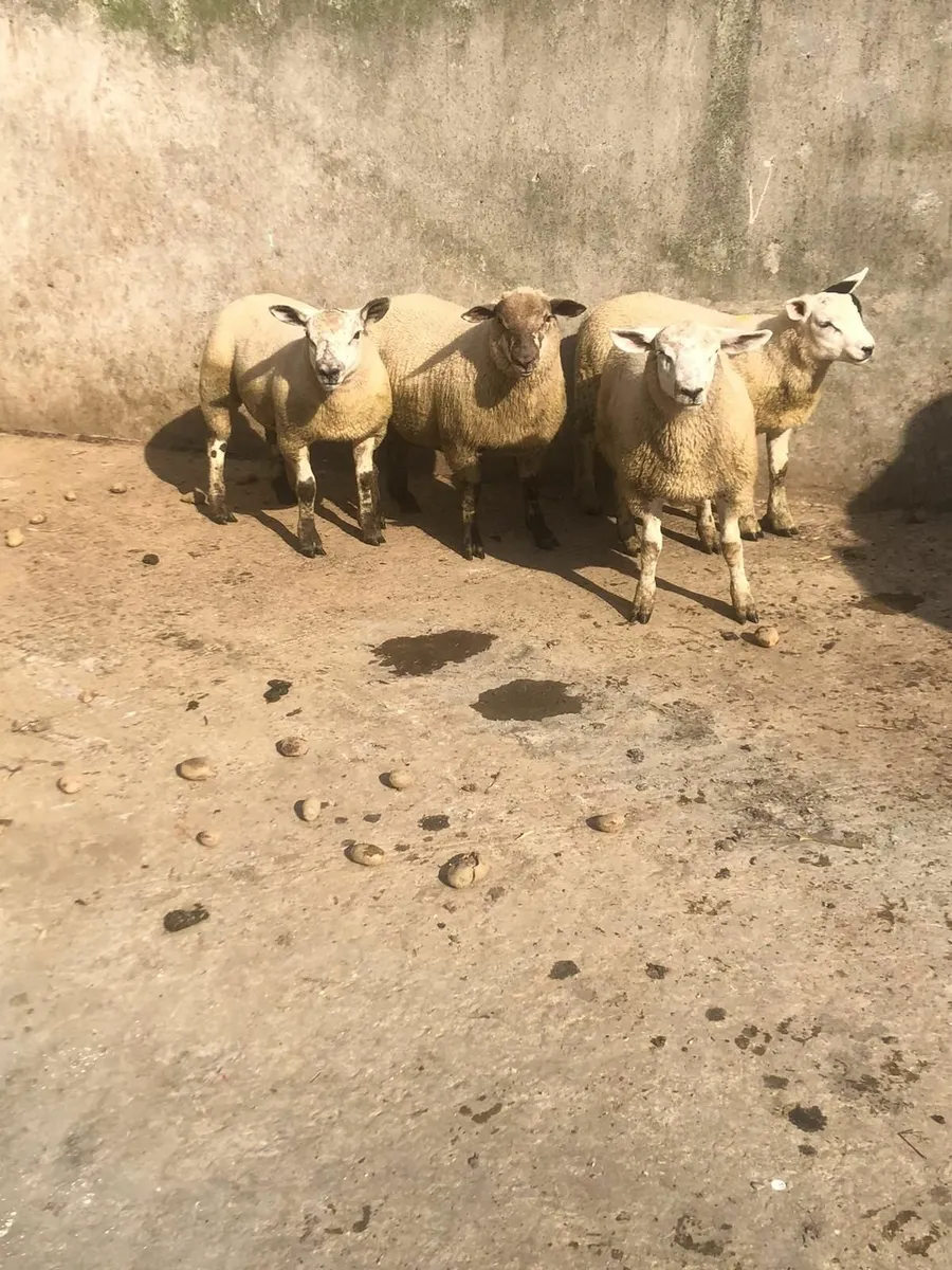 Ram lambs - Image 1