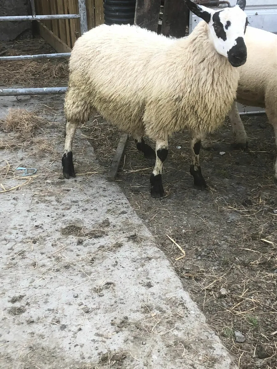 Ram lambs - Image 2