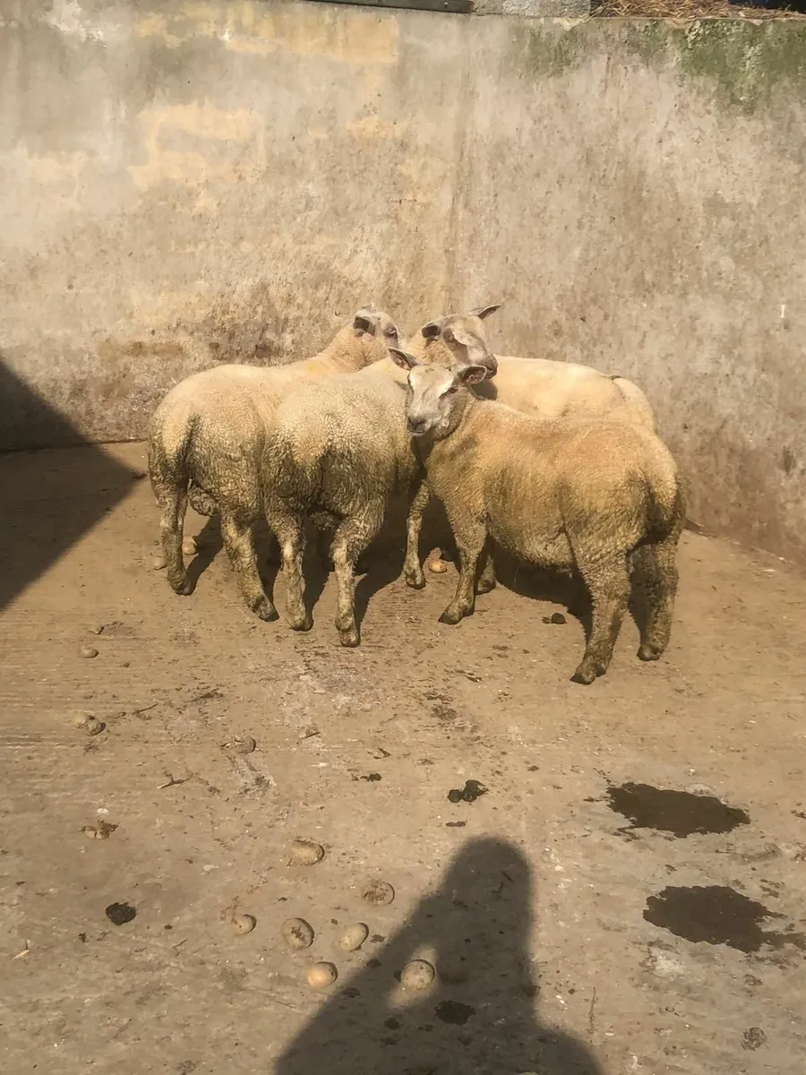 Ram lambs - Image 3