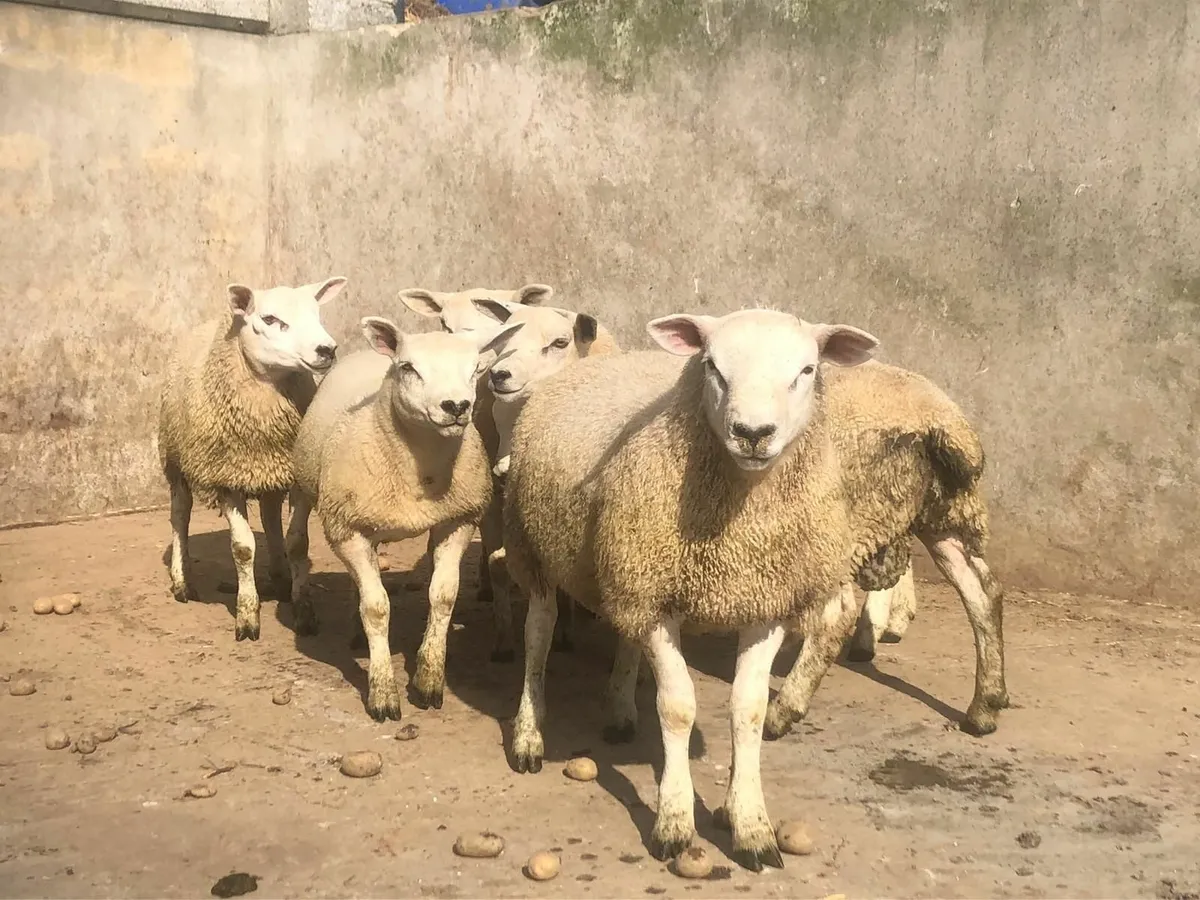 Ram lambs - Image 4