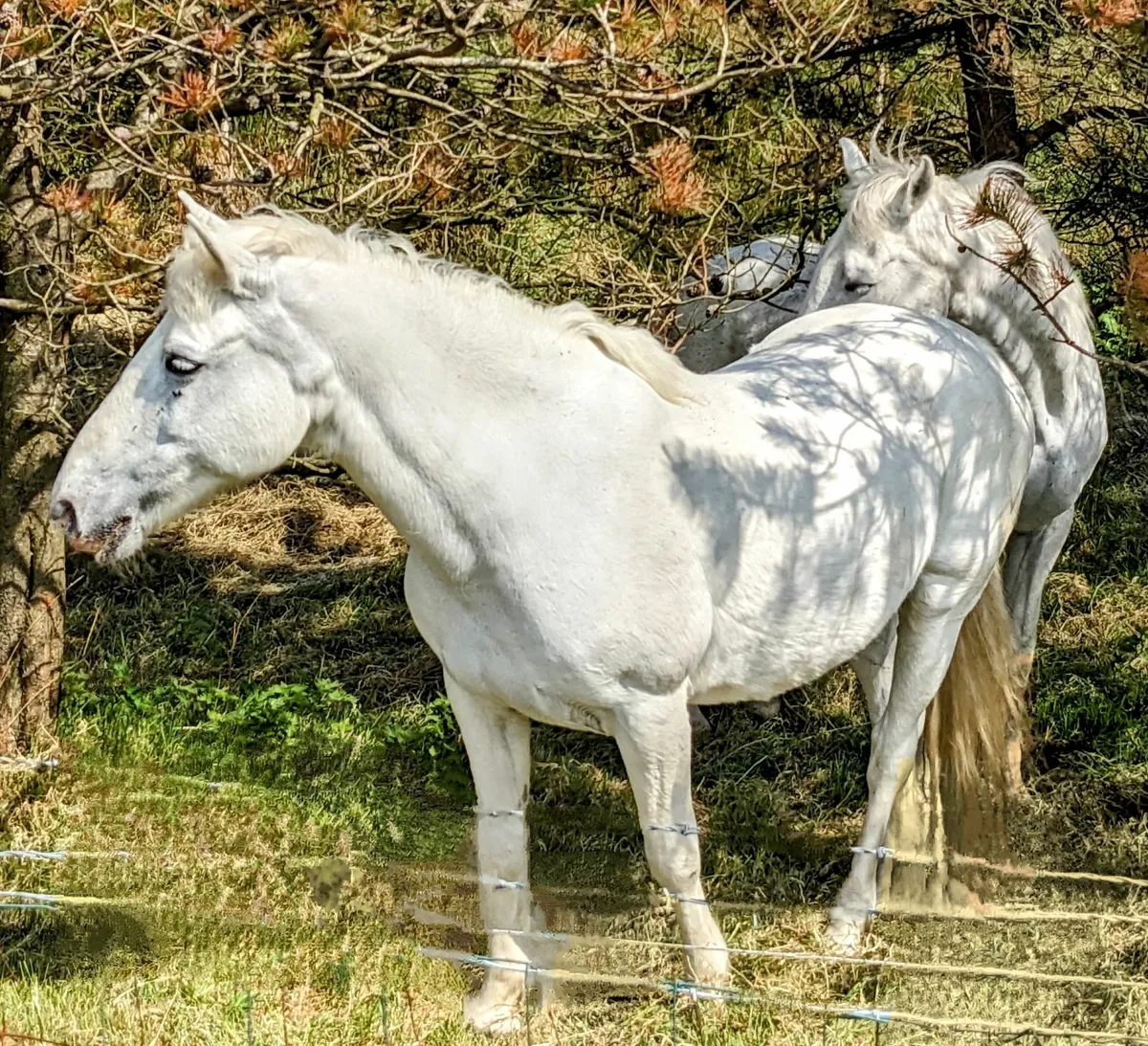 Beginners pony  14hh - Image 1
