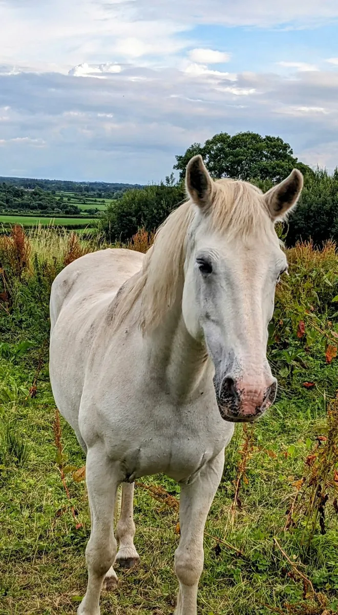 Beginners pony  14hh - Image 2