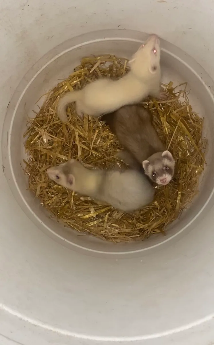 Ferrets - Image 1