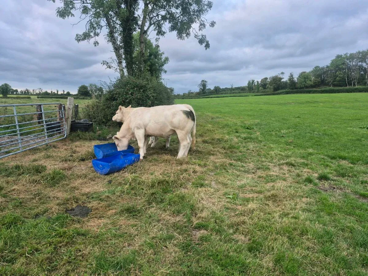 PB Heifers for sale - Image 1
