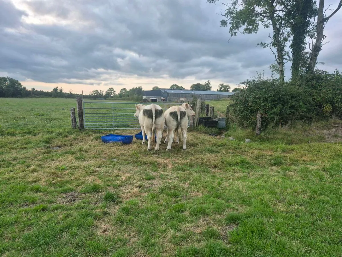 PB Heifers for sale - Image 2