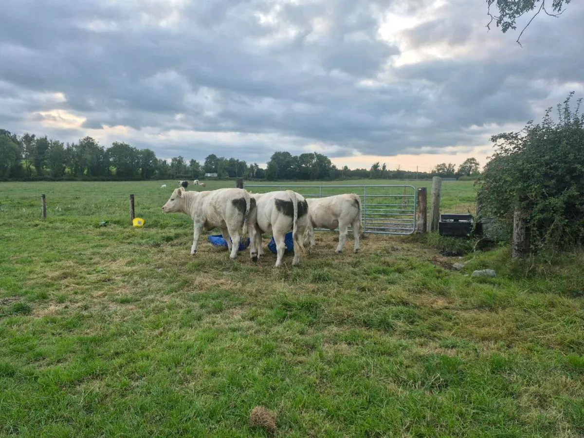 PB Heifers for sale - Image 4