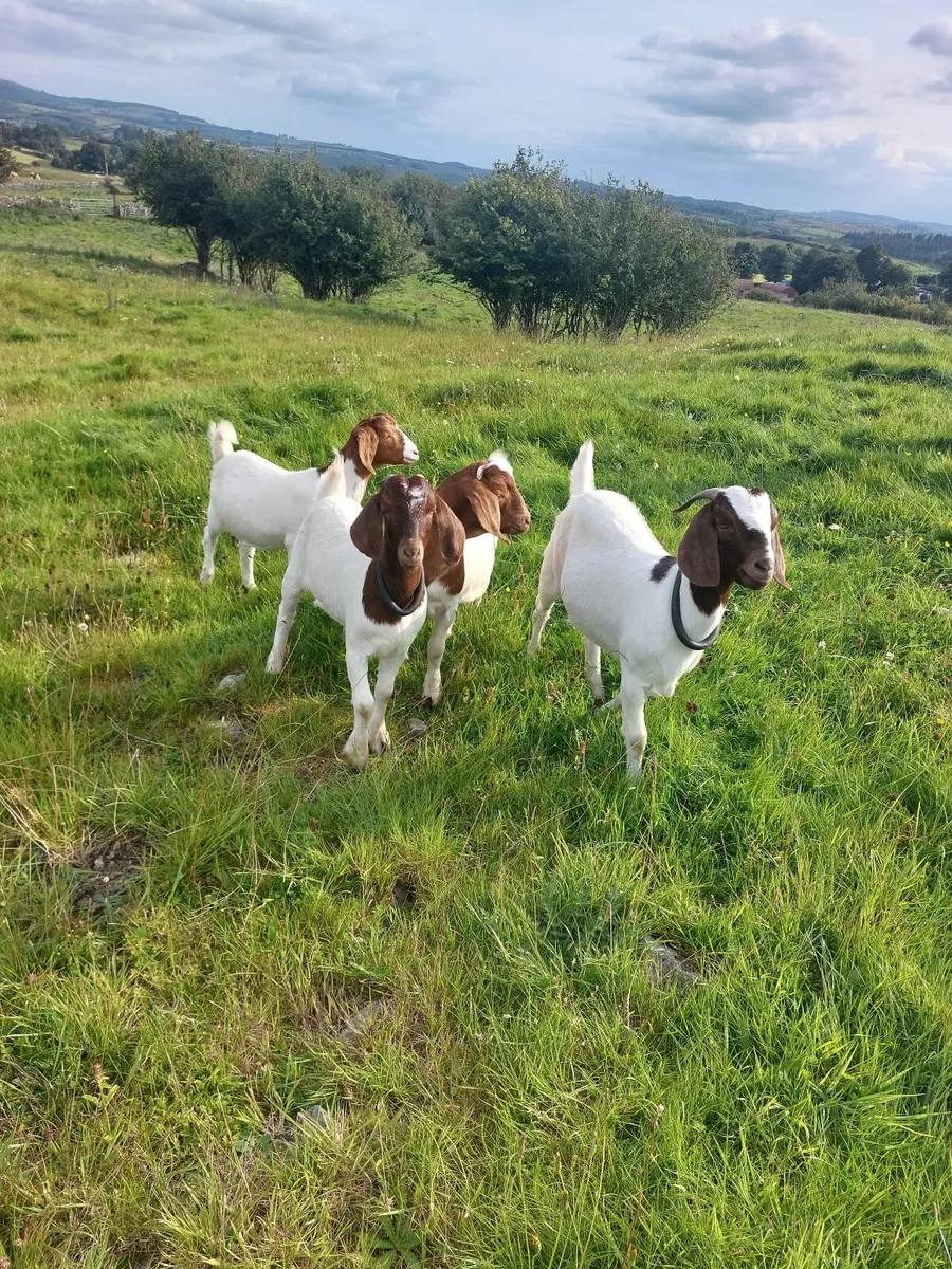 Boer kid goats - Image 1