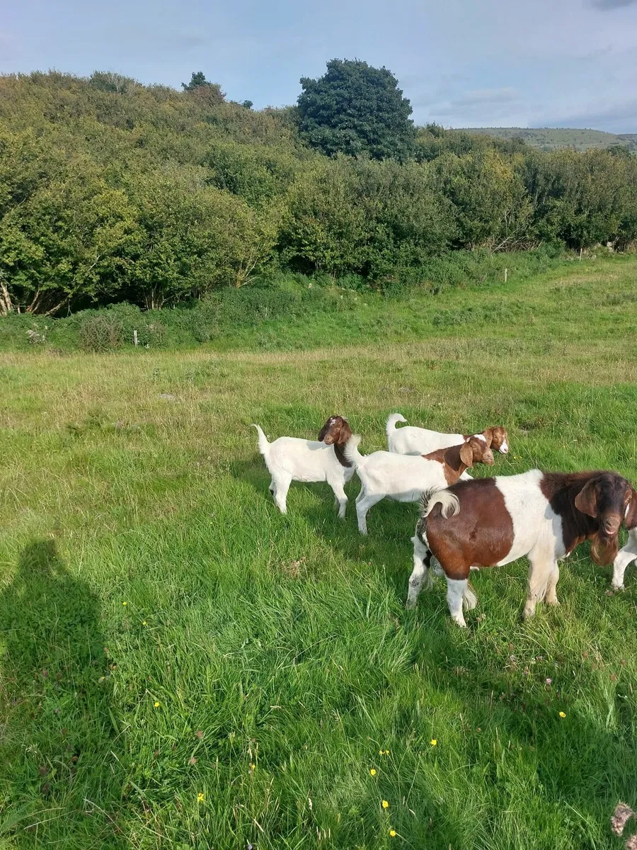 Boer kid goats - Image 3