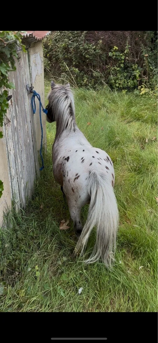 Falabella stallion - Image 2