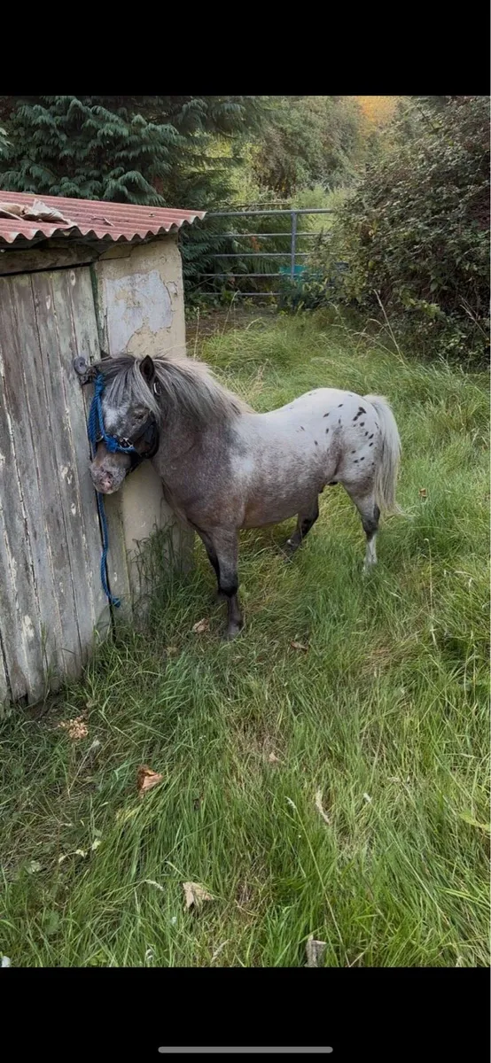 Falabella stallion - Image 3