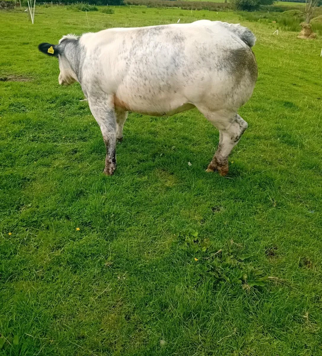 Belgium blue heifer  for sale at listowel mart - Image 3