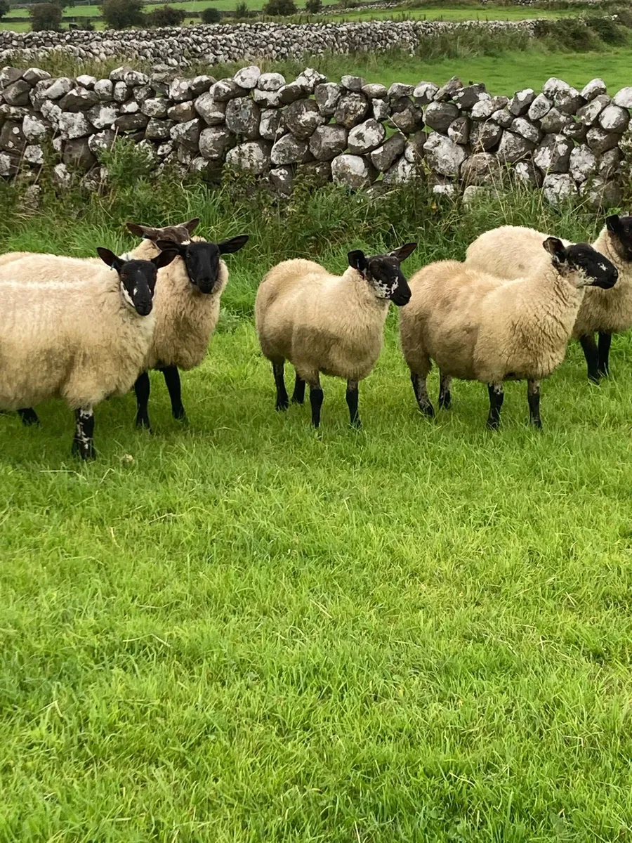 8 Milford Ewe lambs & Stores - Image 1