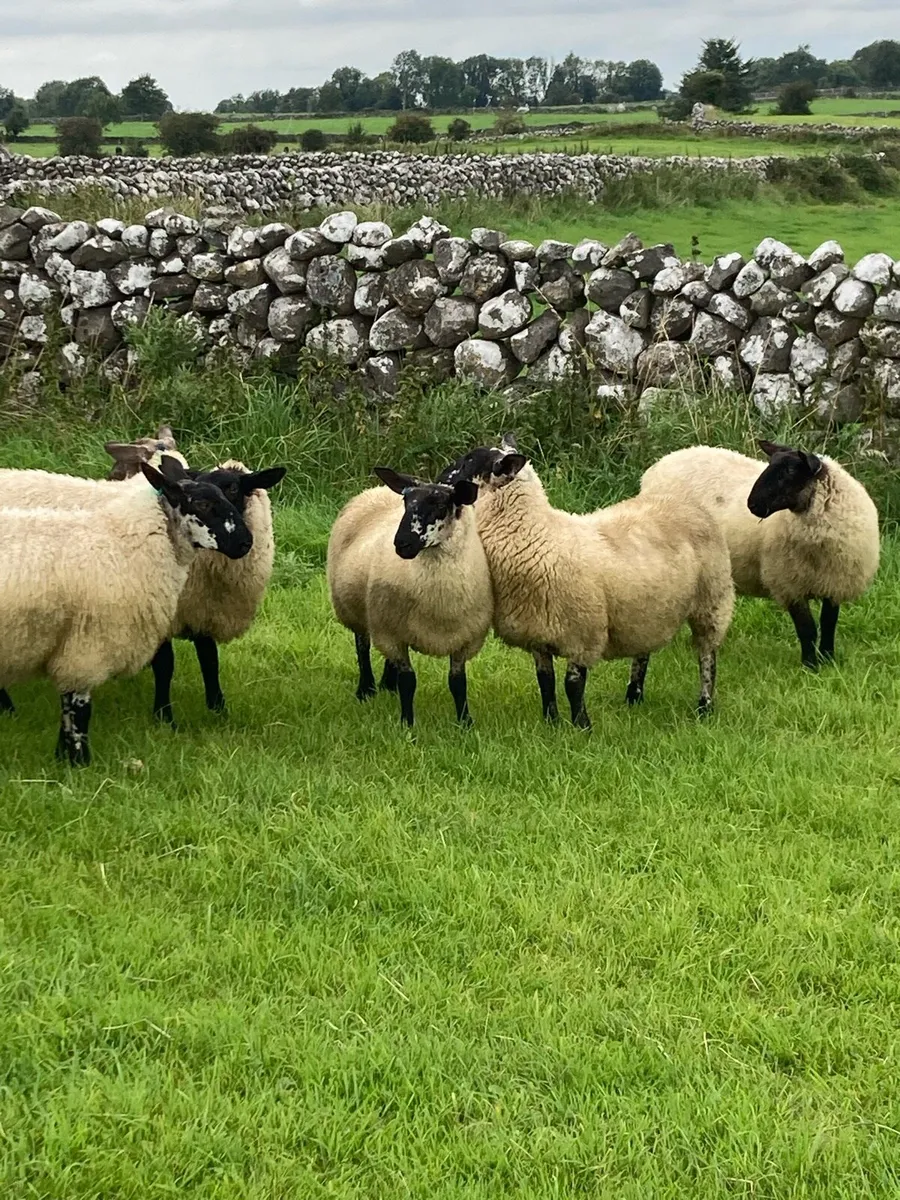 8 Milford Ewe lambs & Stores - Image 2