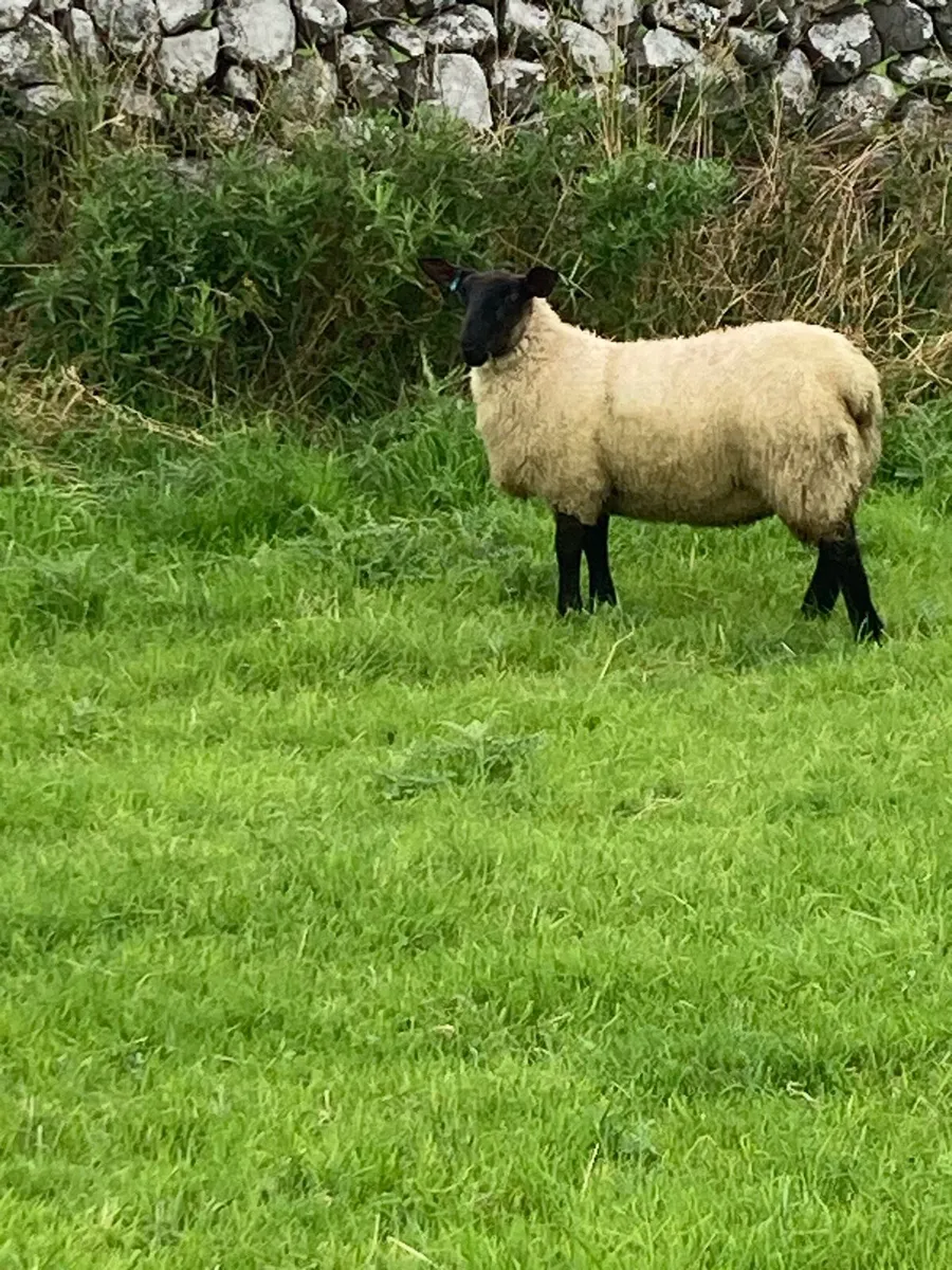 8 Milford Ewe lambs & Stores - Image 3
