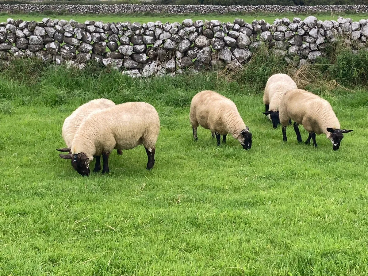 8 Milford Ewe lambs & Stores - Image 4