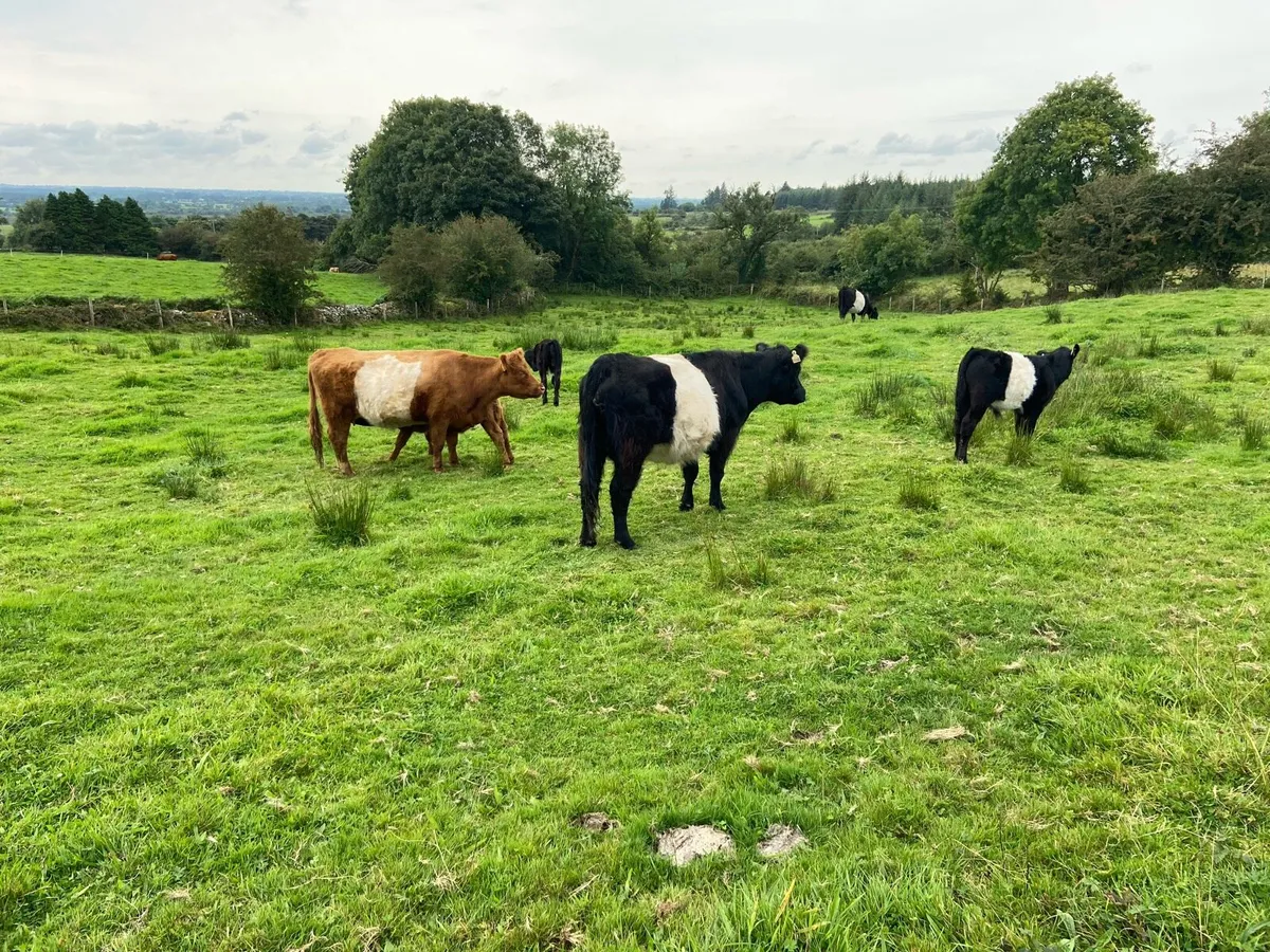 Cows with calves - Image 1