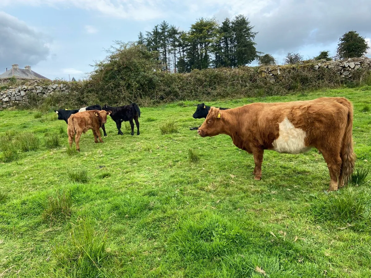 Cows with calves - Image 3