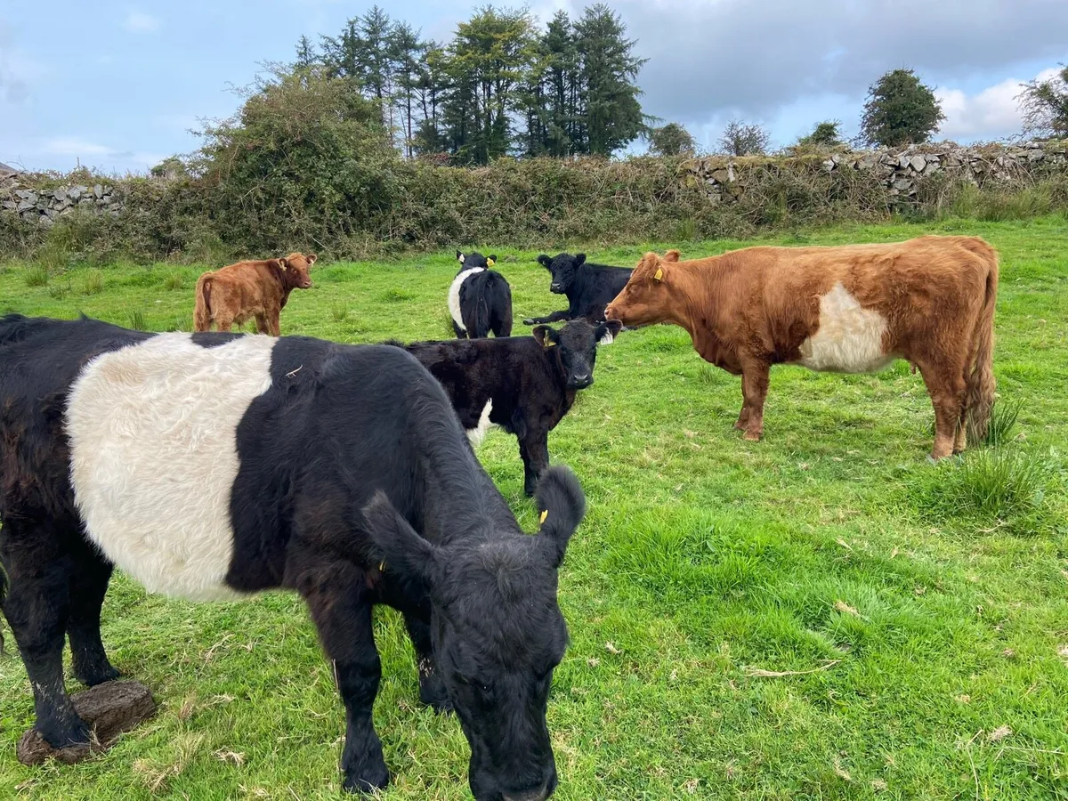 Cows with calves - Image 4
