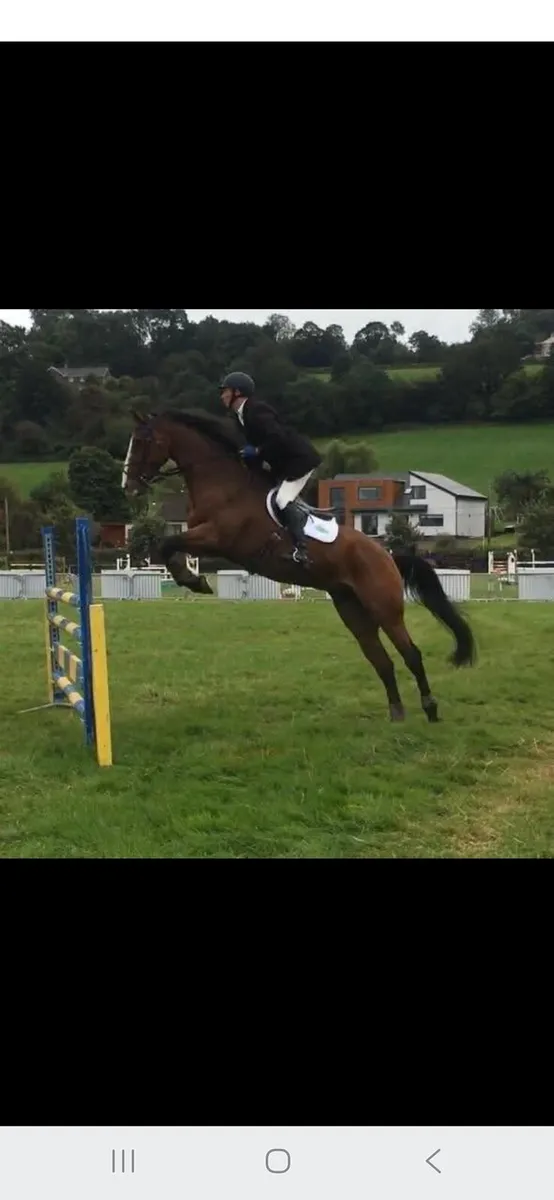 Showjumping school master - Image 1