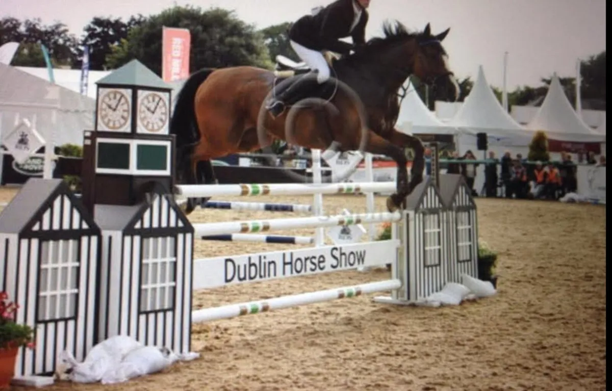 Showjumping school master - Image 2