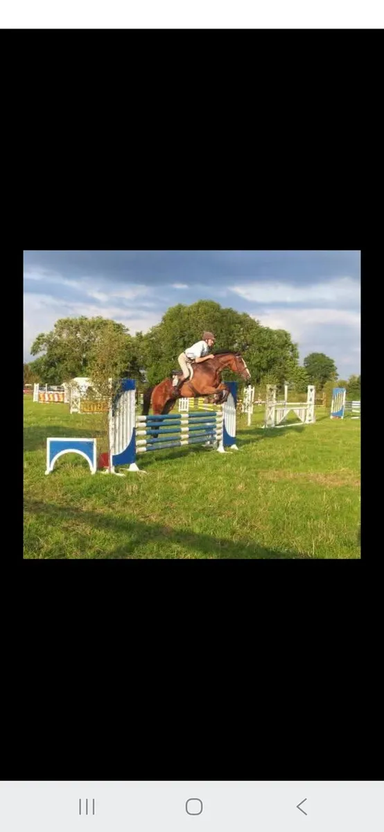 Showjumping school master - Image 4