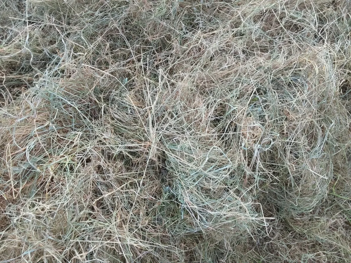 Grass - Image 1