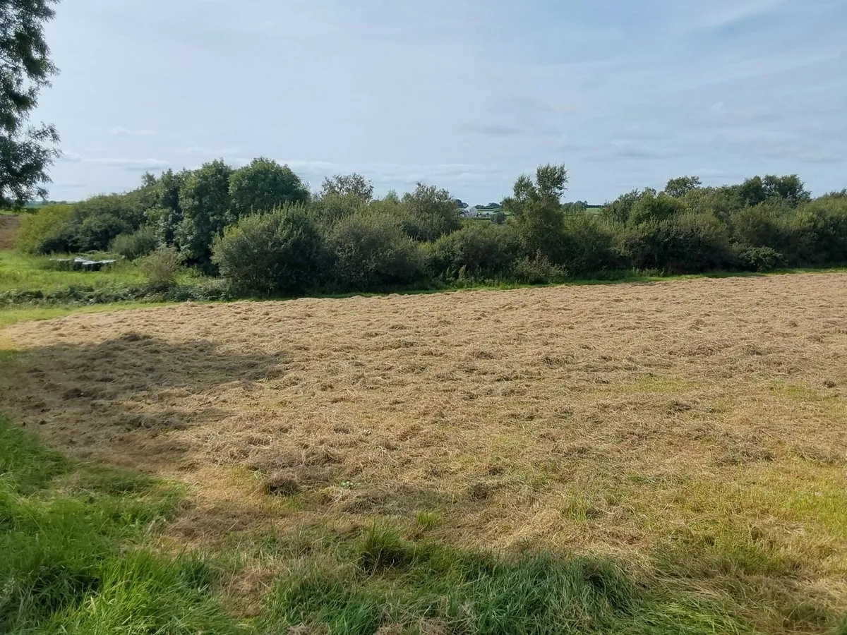 Grass - Image 2