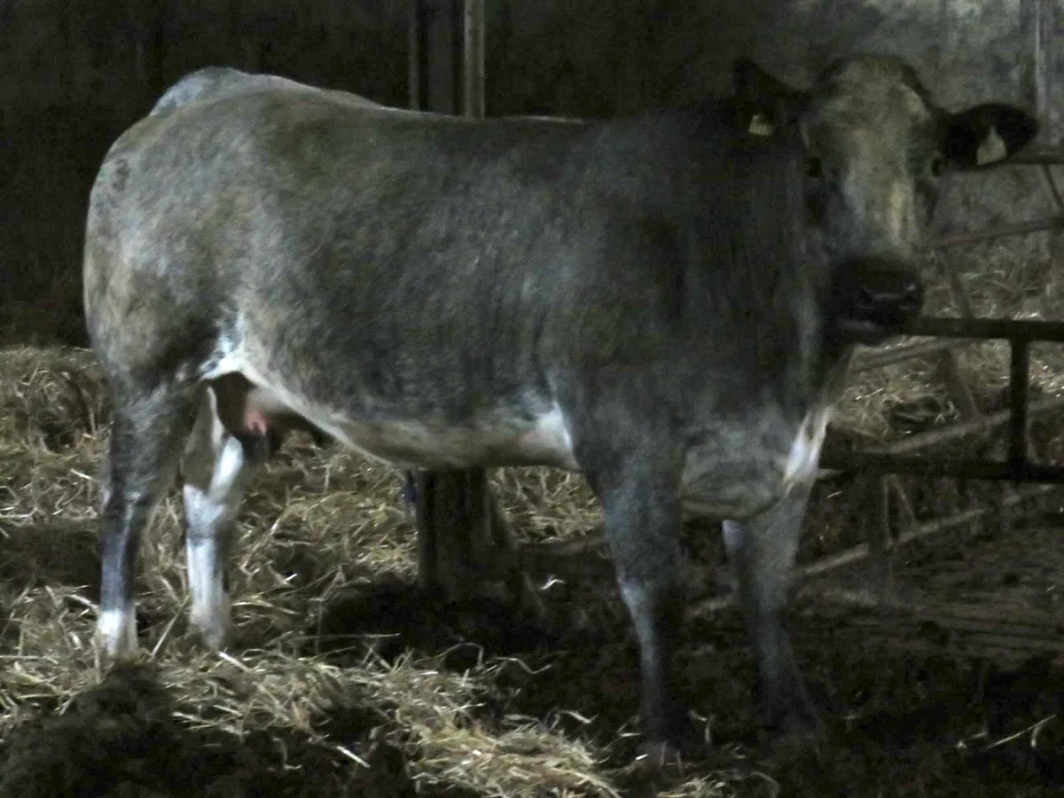💥4 incalf heifers heading to CastleIsland  21st💥 - Image 3