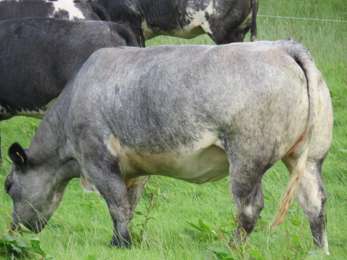 💥4 incalf heifers heading to CastleIsland  21st💥 - Image 4