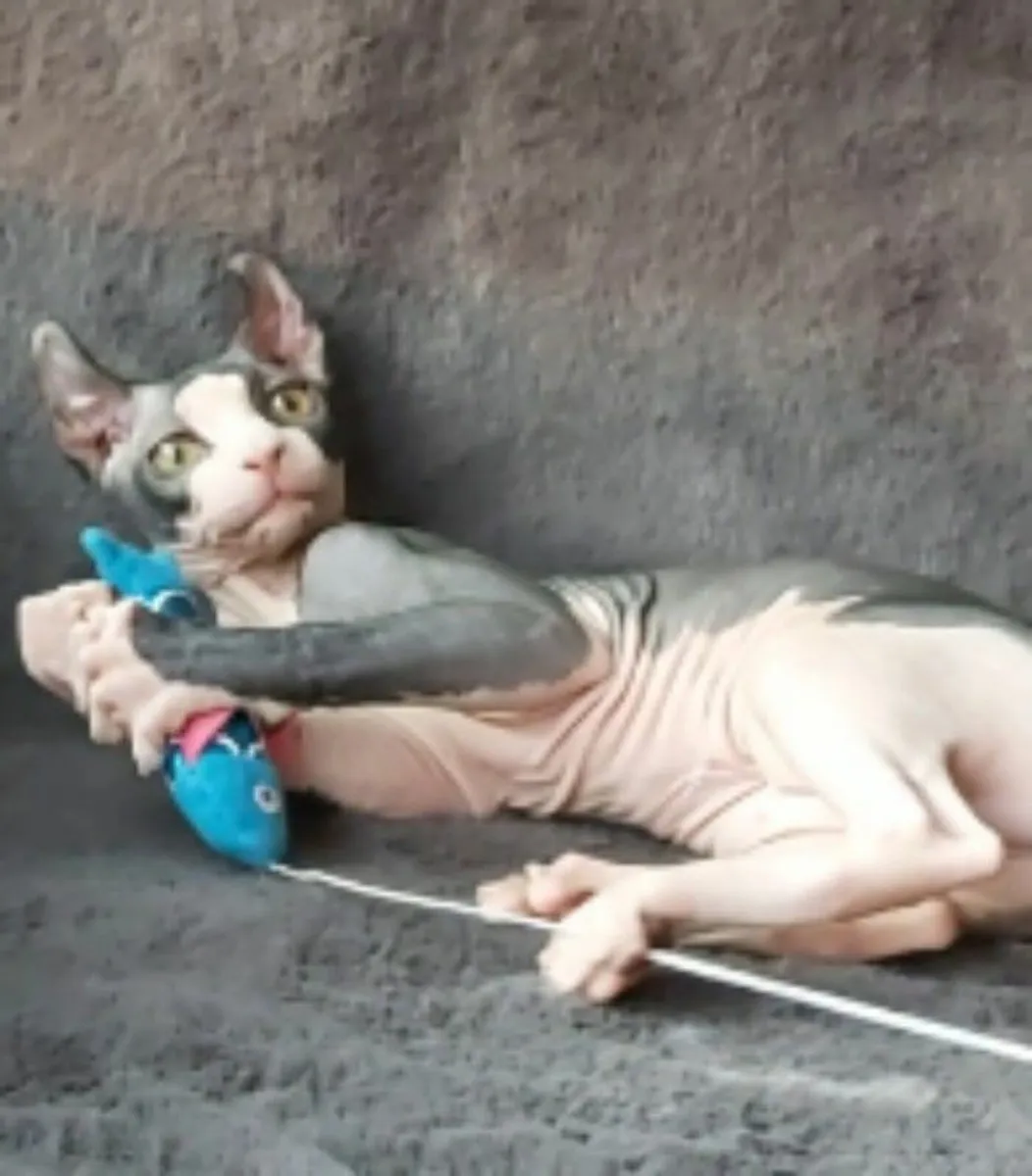 Sphynx Sphinx kittens Elf (can deliver) - Image 2