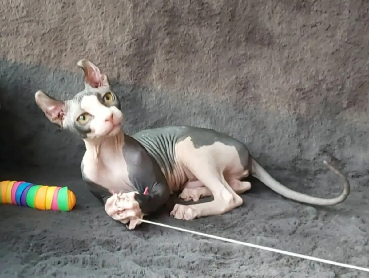 Sphynx Sphinx kittens Elf (can deliver) - Image 3