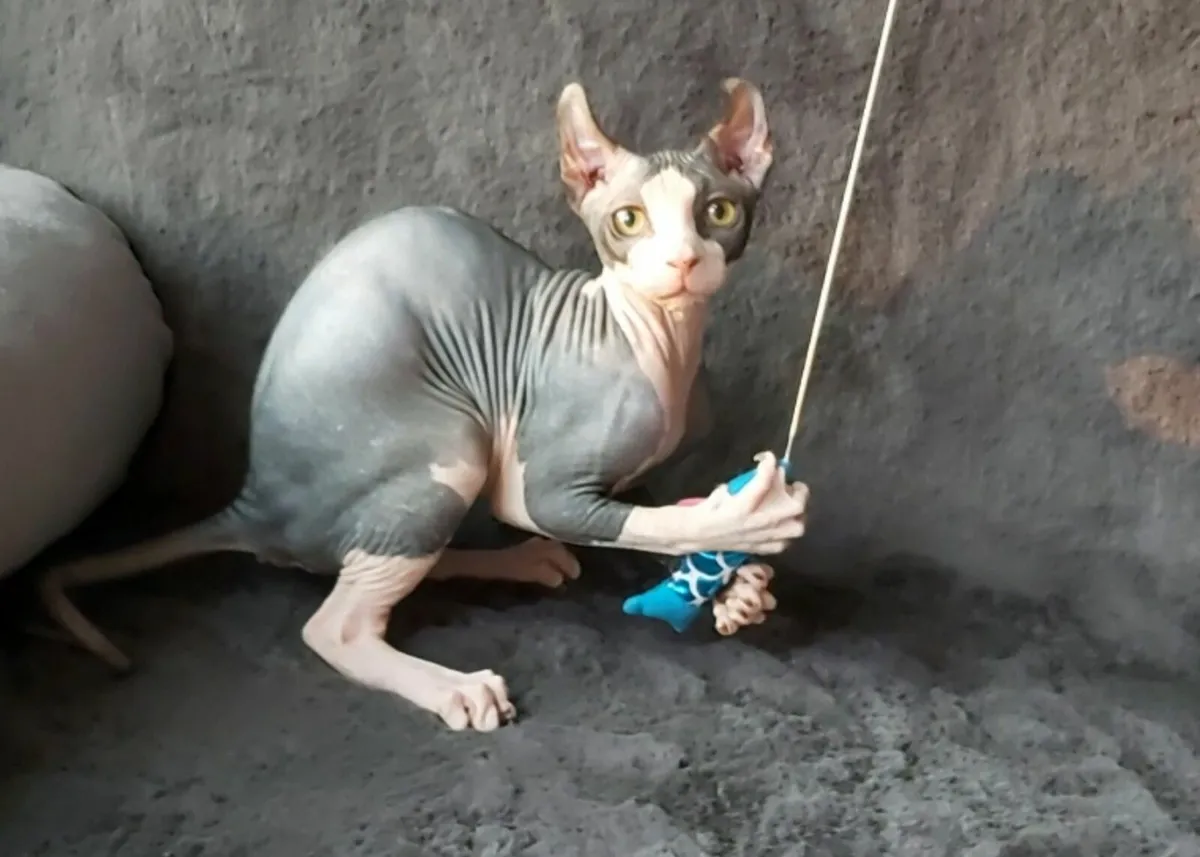 Sphynx Sphinx kittens Elf (can deliver) - Image 4