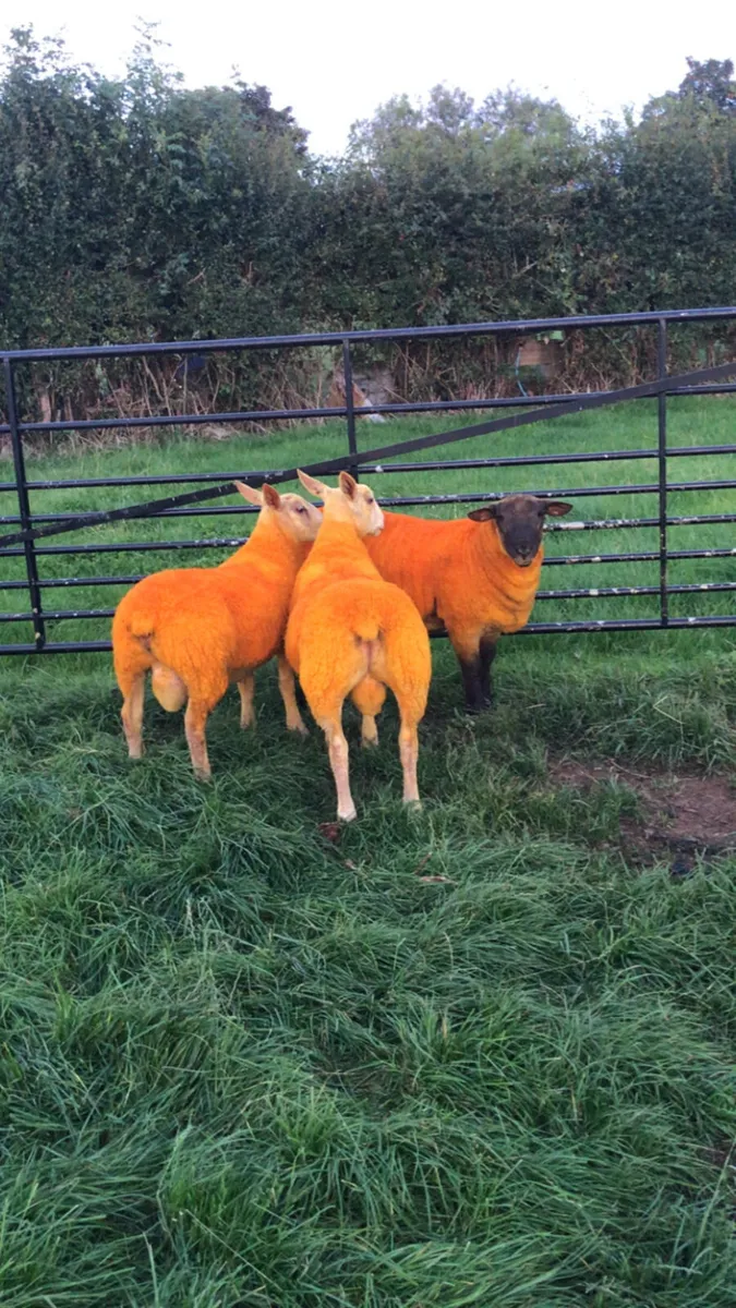 Charlois/ Suffolk Ram lambs / Charlois ewe lamb - Image 4