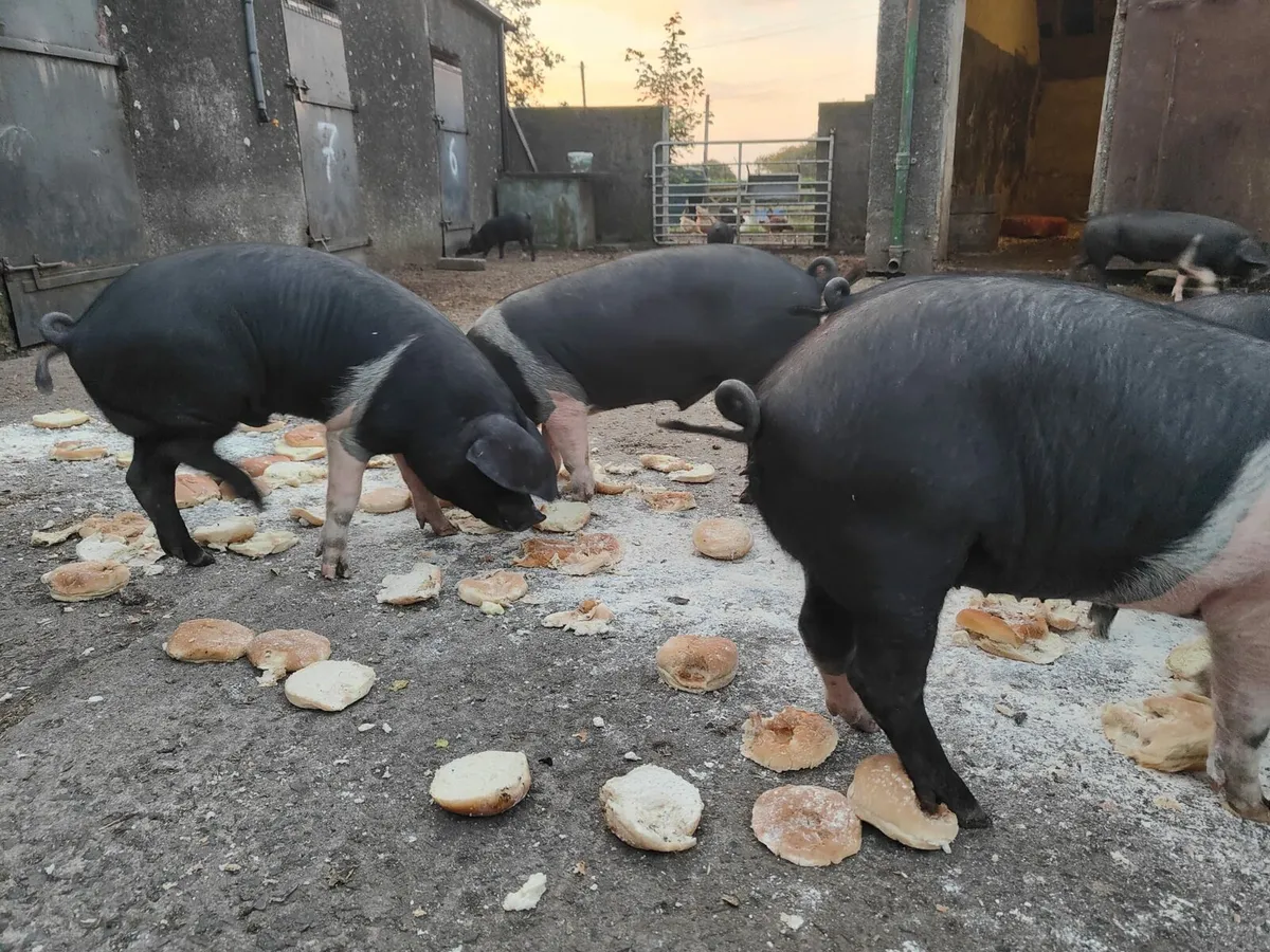 Saddleback X OSB 17 week old weaners - Image 2