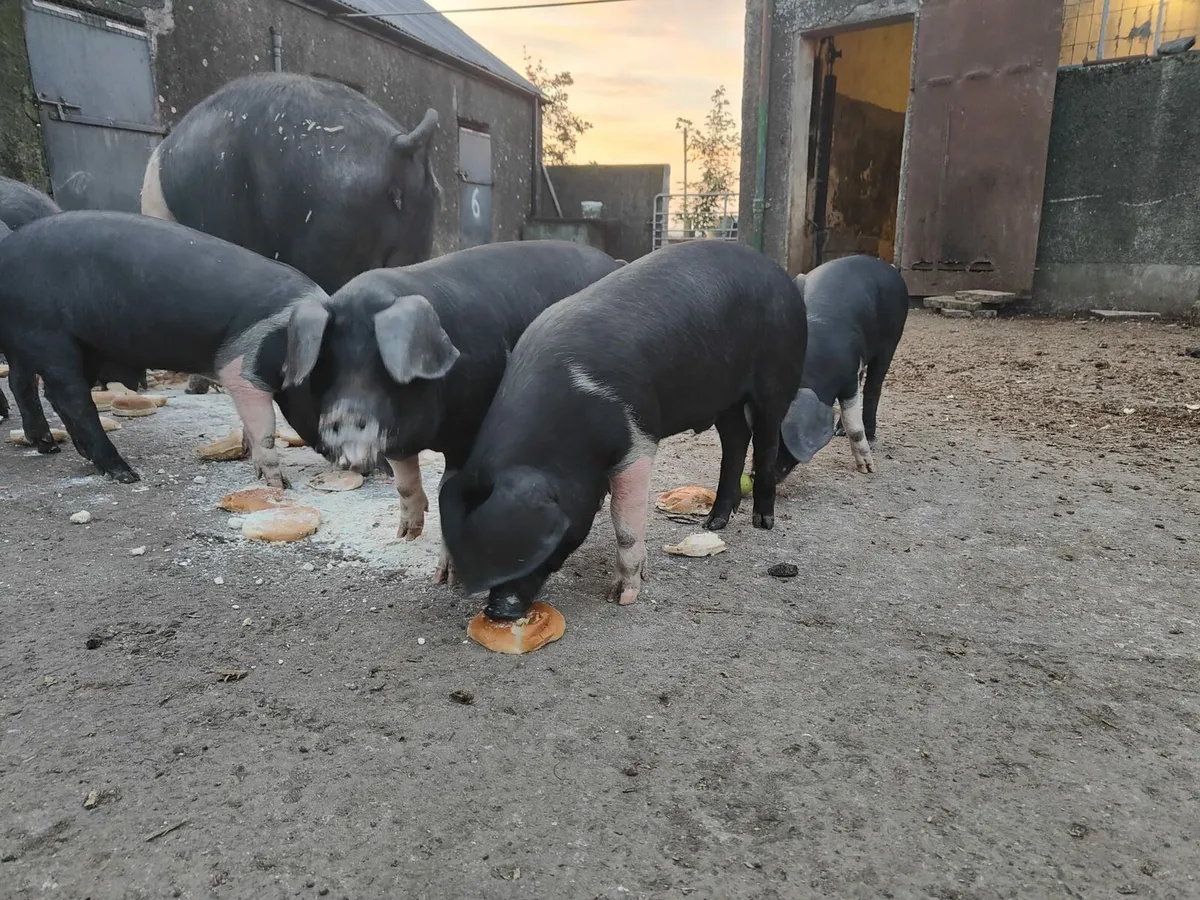 Saddleback X OSB 17 week old weaners - Image 1