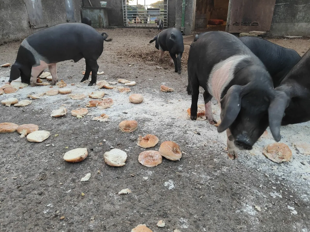 Saddleback X OSB 17 week old weaners - Image 3