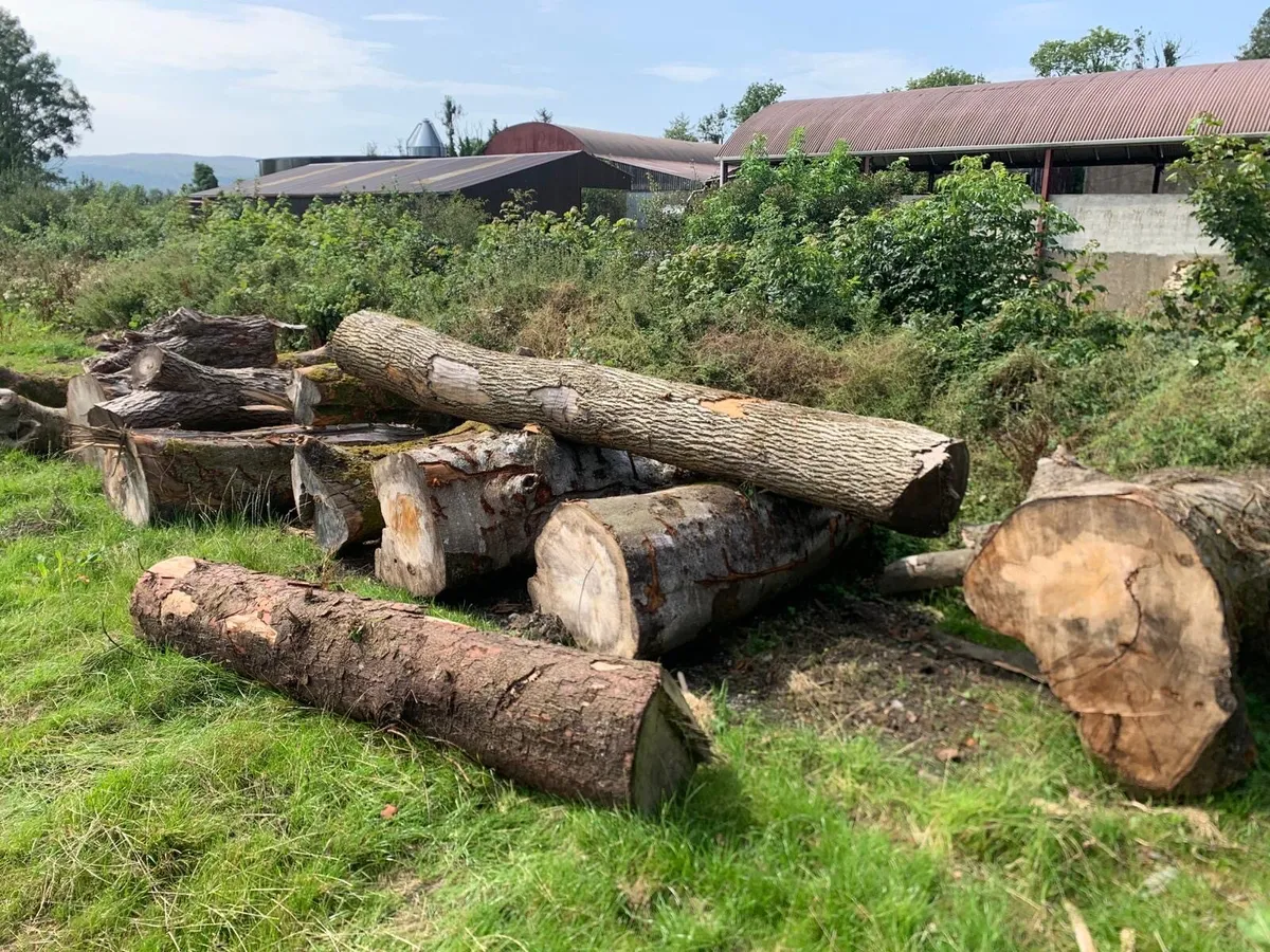 Timber - Image 3