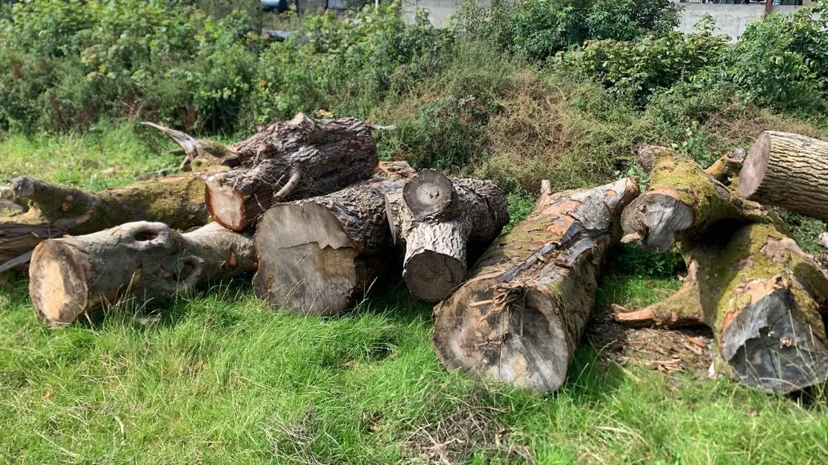 Timber - Image 4