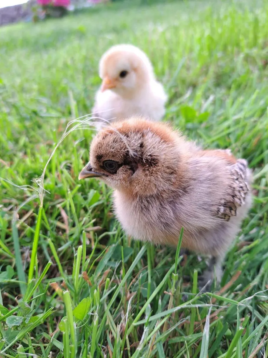 Poultry - Image 1